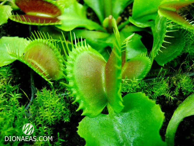 Dionaea muscipula "Typical form"
